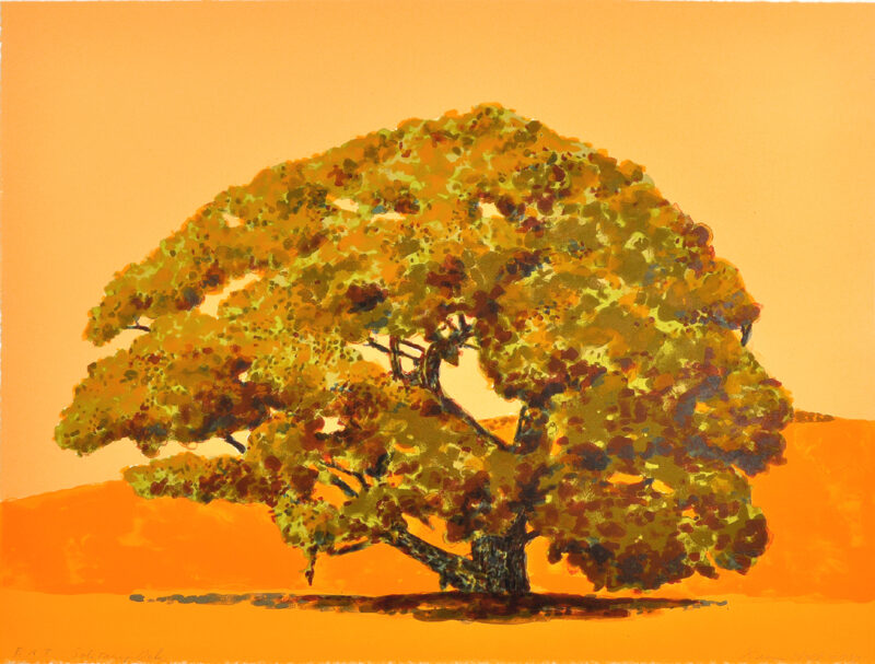 “Solitary Oak”