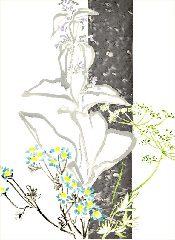 “Lambs Ears III”